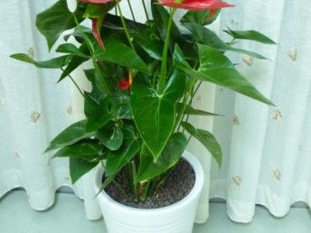 廣州天河專業(yè)租花 一站式花卉綠植租借，價格透明，免費送貨，服務至上