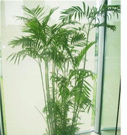 寧波綠植租賃 打造綠色空間，提升生活與辦公品質