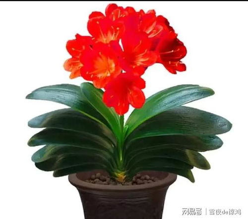 四季常青，福澤滿堂 這4種好養(yǎng)又吉利的綠植，點亮家居新氣象