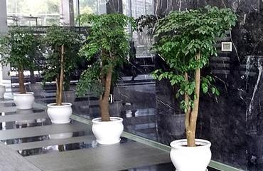 南昌辦公綠植租擺新風尚 為何云景花卉成為企業(yè)首選